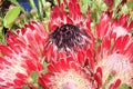 Pink Australian sugar bush protea flower, close up