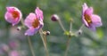 A pink autumn anemone with a blurred background