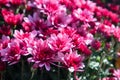 Pink autumn Chrysanthemum flowers bloom close-up Royalty Free Stock Photo