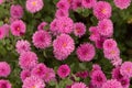 Pink autumn chrysanthemum flowers in the garden, floral background Royalty Free Stock Photo