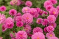 Pink autumn chrysanthemum flowers in the garden, floral background Royalty Free Stock Photo