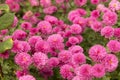Pink autumn chrysanthemum flowers in the garden, floral background Royalty Free Stock Photo