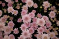 Pink autumn flower in the garden. A bouquet of chrysanthemums. Chrysanthemum Royalty Free Stock Photo