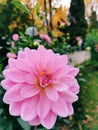 Pink autumnal flower