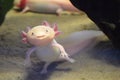 Pink axolotl also known as walking fish Royalty Free Stock Photo