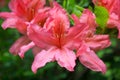 Pink azalea