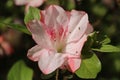 Pink Azalea blooming in springtime. Royalty Free Stock Photo