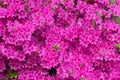 Pink azalea blossom. Background full of flowers