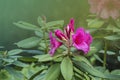 Pink azalea blossom. Rhododendron ponticum, called common rhododendron or pontic rhododendron