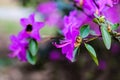 Pink azalea blossom. Rhododendron ponticum, called common rhododendron or pontic rhododendron Royalty Free Stock Photo