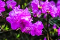 Pink azalea blossom. Rhododendron ponticum, called common rhododendron or pontic rhododendron