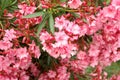 Pink azalea blossom Royalty Free Stock Photo