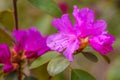 Pink azalea blossom. Rhododendron ponticum. Selective focus Royalty Free Stock Photo