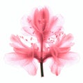 Pink Flower X-ray Translucent And Detailed 3d Illustration