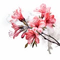 Pink Azalea Branch: Watercolor Painting With Realism And Surrealistic Elements