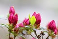 pink azalea buds ready to bloom Royalty Free Stock Photo