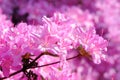 Pink Azalea bush blooming in springtime Royalty Free Stock Photo