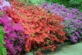 Pink Azalea bush blooming in springtime Royalty Free Stock Photo