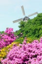 Pink Azalea bush blooming in springtime Royalty Free Stock Photo