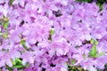 Pink Azalea bush blooming in springtime Royalty Free Stock Photo