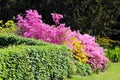 Pink Azalea bush blooming in springtime Royalty Free Stock Photo