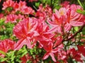 Pink azalea bush in full bloom Royalty Free Stock Photo