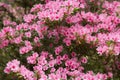 Pink Azalea bush