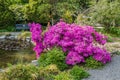 Pink Azalea Bush Royalty Free Stock Photo