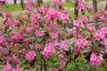 Pink Azalea   846077 Royalty Free Stock Photo