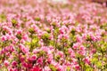 Pink azalea field Royalty Free Stock Photo