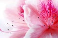 Pink Azalea flower Royalty Free Stock Photo