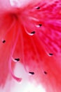 Pink Azalea flower Royalty Free Stock Photo