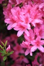 Pink Azalea Flower Royalty Free Stock Photo