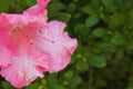 Pink Azalea flower Royalty Free Stock Photo