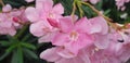 Pink azalea flower full bloom Royalty Free Stock Photo