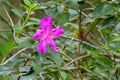 Pink Azalea Flower Royalty Free Stock Photo