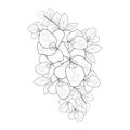 pink azalea flower zen doodle tattoo drawings, pacific rhododendron drawing easy, azalea bouquet