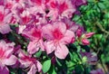 Pink azalea flowers Royalty Free Stock Photo