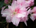 Pink Azalea flowers