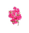 Pink azalea flowers Royalty Free Stock Photo