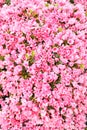 Pink azalea flowers Royalty Free Stock Photo
