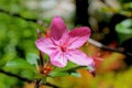 Pink Azalea flowers in bloom Royalty Free Stock Photo