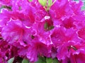 Pink Azalea Flowers Close-up in April