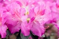 Pink azalea flowers close-up, rhododendron in a botanical garden.