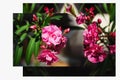 Pink azalea flowers on dark background. Rhododendron indicum Royalty Free Stock Photo