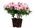 Pink Azalea flowers flowerpot Royalty Free Stock Photo