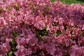 Pink azalea flowers in full bloom. Beautiful dark pink flowers growing in spring months Royalty Free Stock Photo