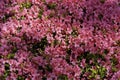 Pink azalea flowers in full bloom. Beautiful dark pink flowers growing in spring months Royalty Free Stock Photo