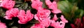 pink Azalea flowers in full bloom close up on store of flowers. banner. Royalty Free Stock Photo