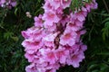 Wonderful pink azalea flowers in garden Royalty Free Stock Photo